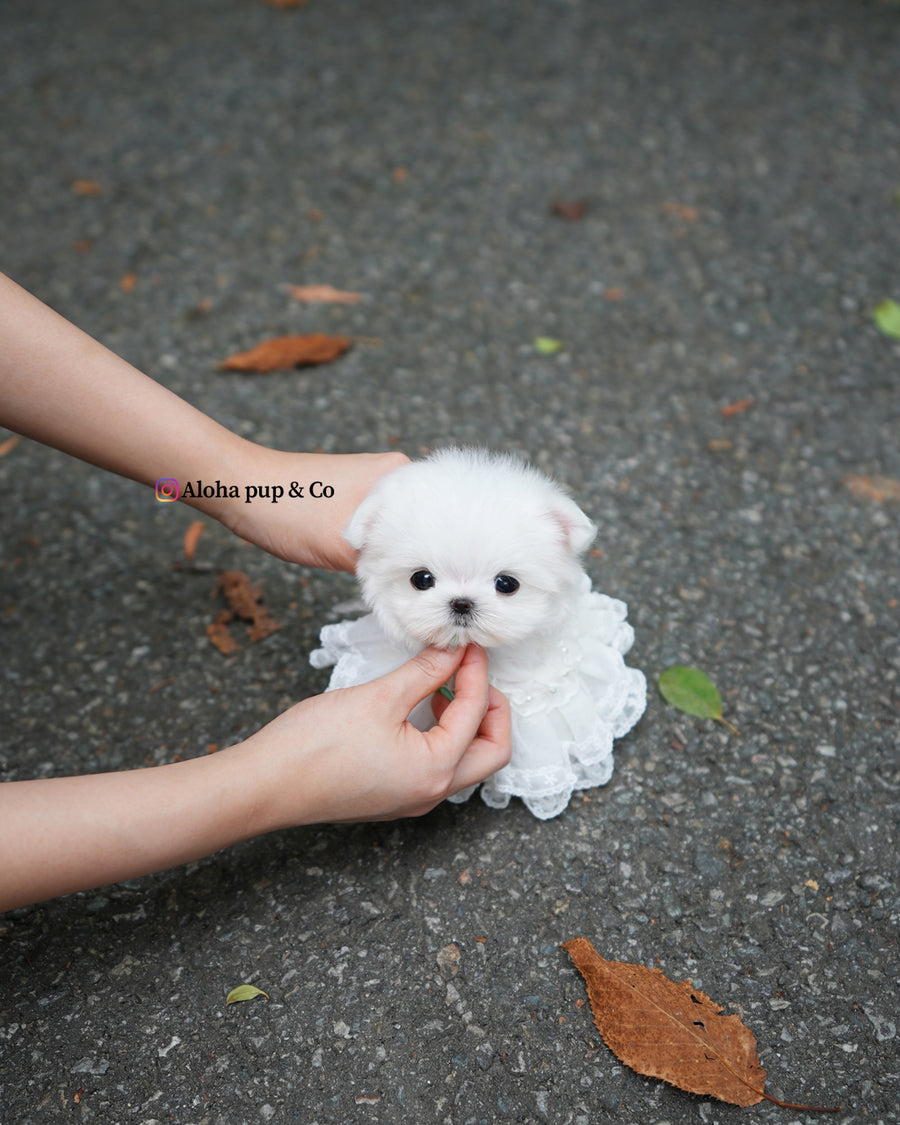 Helen [TEACUP MALTESE]
