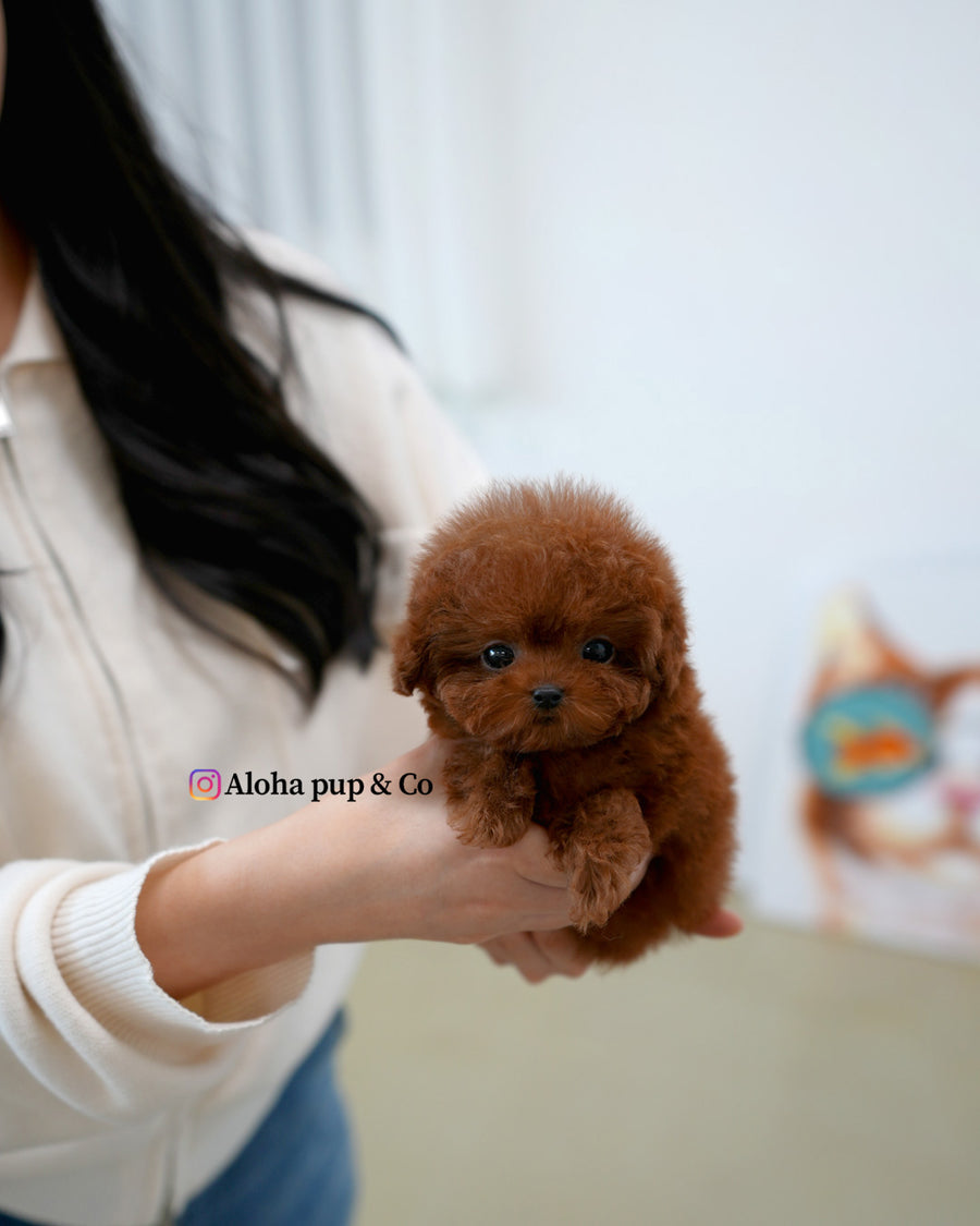 Nugget [TEACUP POODLE]