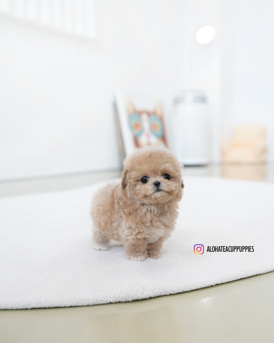 Ashley [TEACUP MALTIPOO]