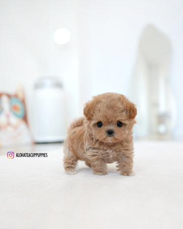 Ben [TEACUP MALTIPOO]