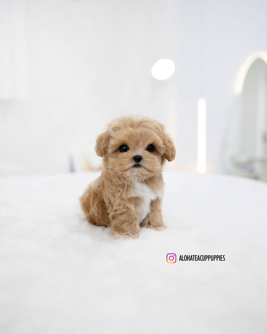 Rory [TEACUP MALTIPOO]