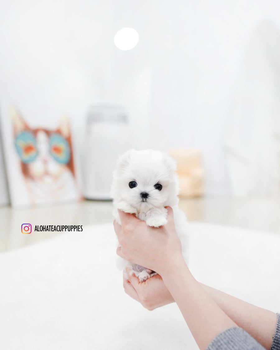 Eli [TEACUP MALTESE]