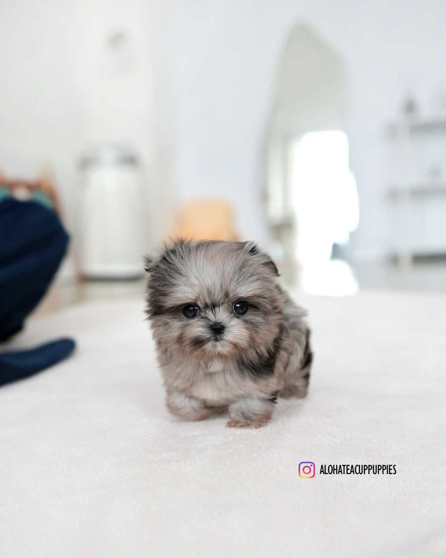 Aurora [TEACUP MALTIPOO]