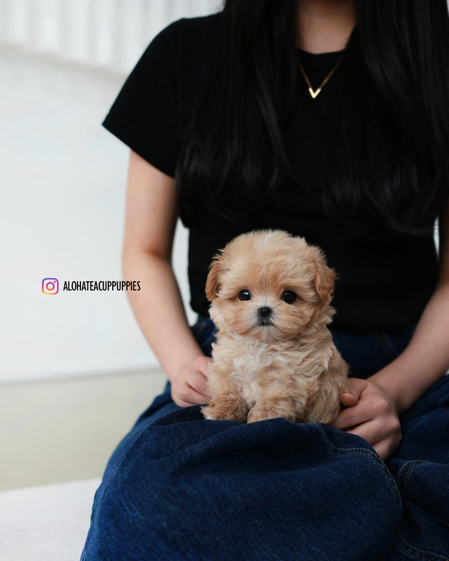 Orion [TEACUP MALTIPOO]