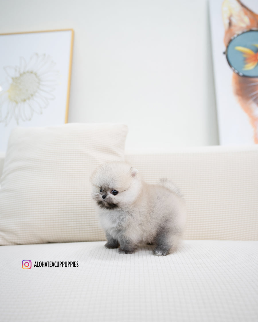 Tommy [TEACUP POMERANIAN]