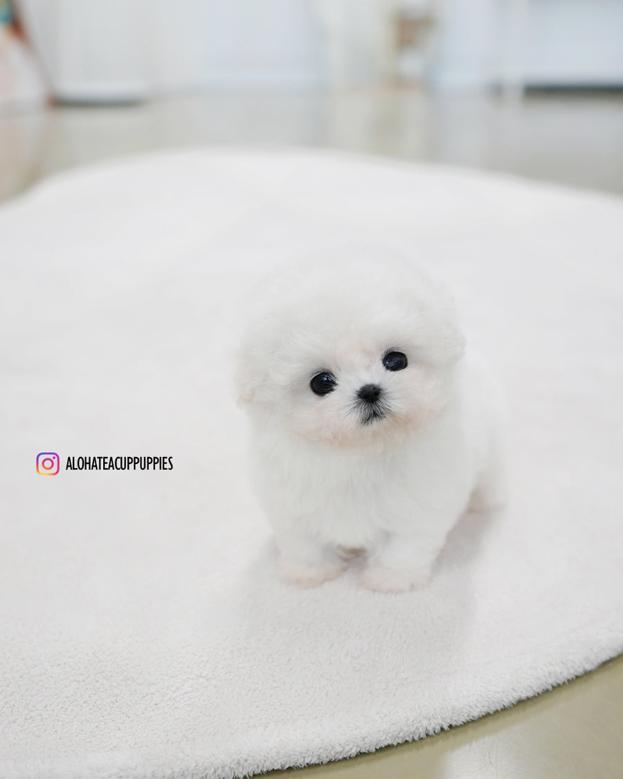 Celine [TEACUP BICHON]
