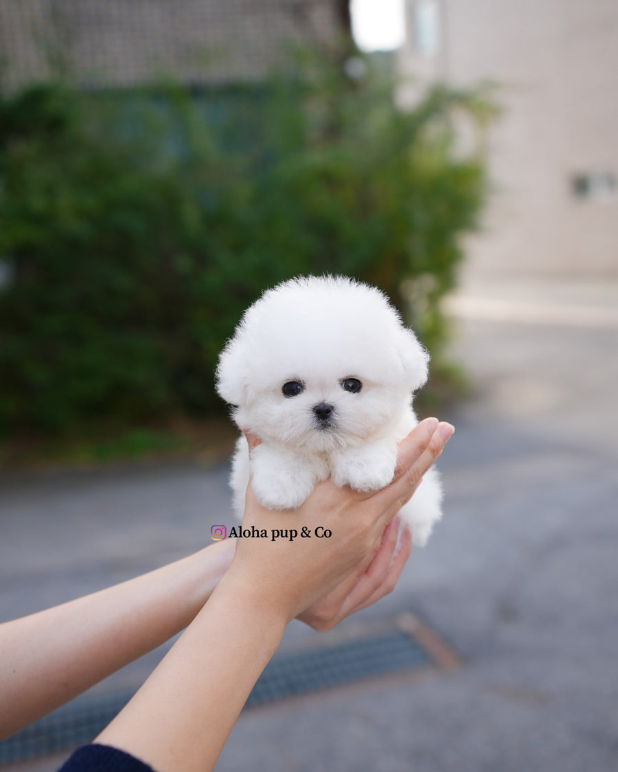 Ben [TEACUP BICHON]