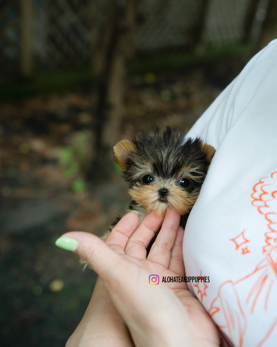 Kitkat [TEACUP YORKIE]