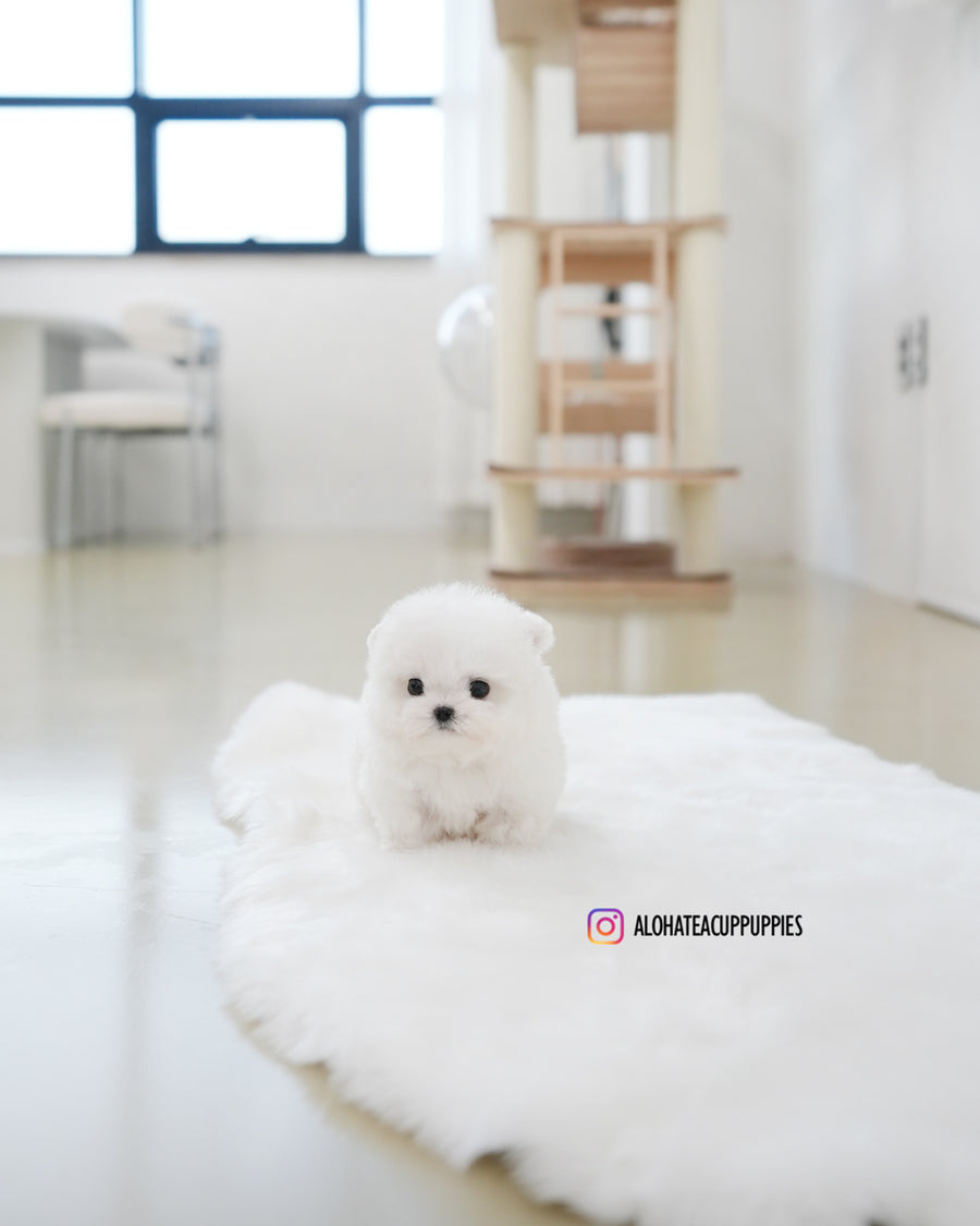 Tiffany [TEACUP BICHON]