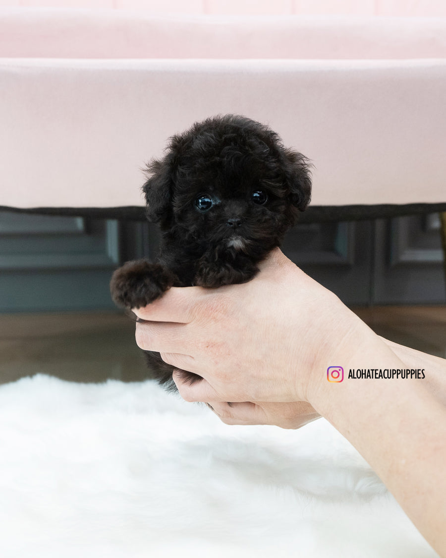 KAI [TEACUP POODLE]