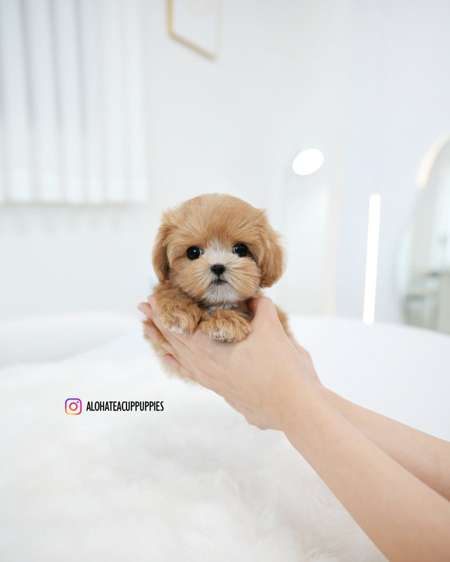 Hero [TEACUP MALTIPOO]