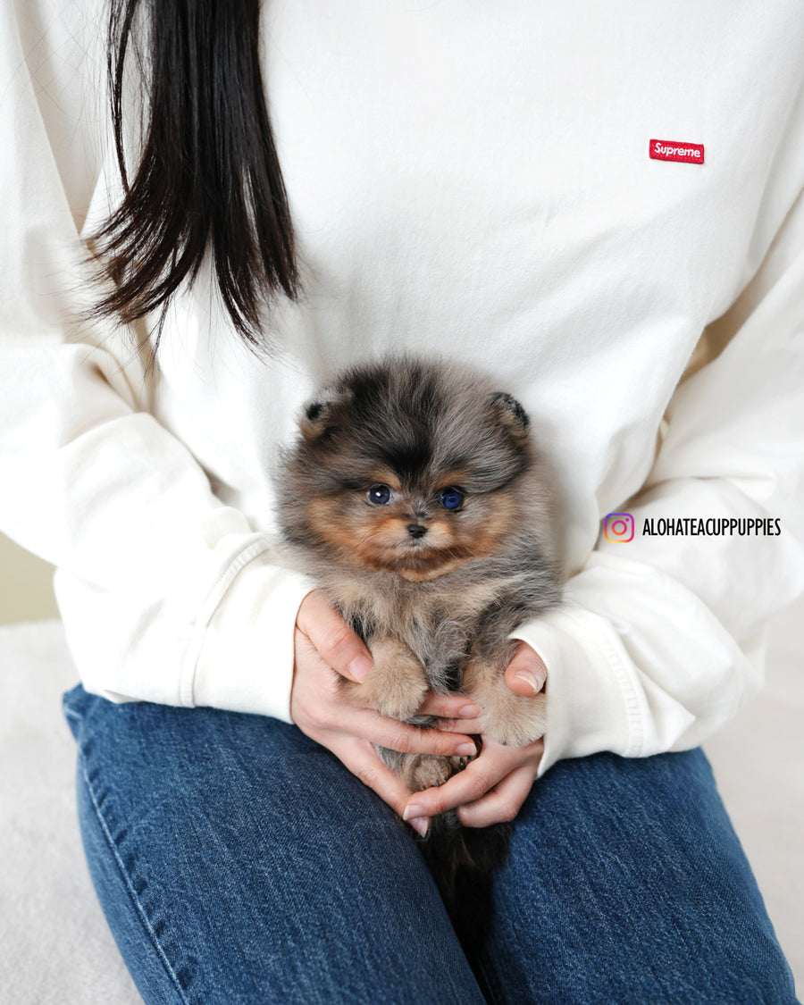 Kai [TEACUP POMERANIAN]