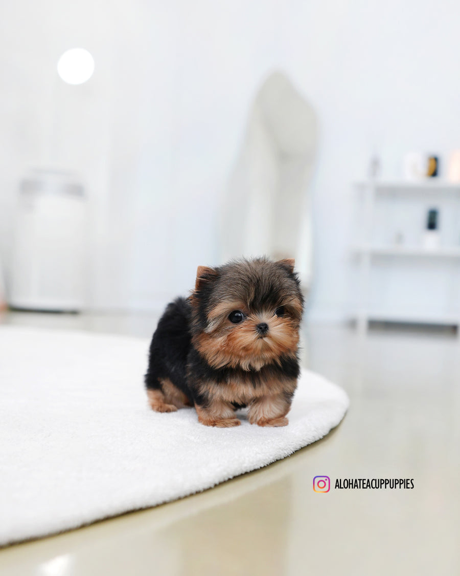 Buddy [Teacup YORKIE]