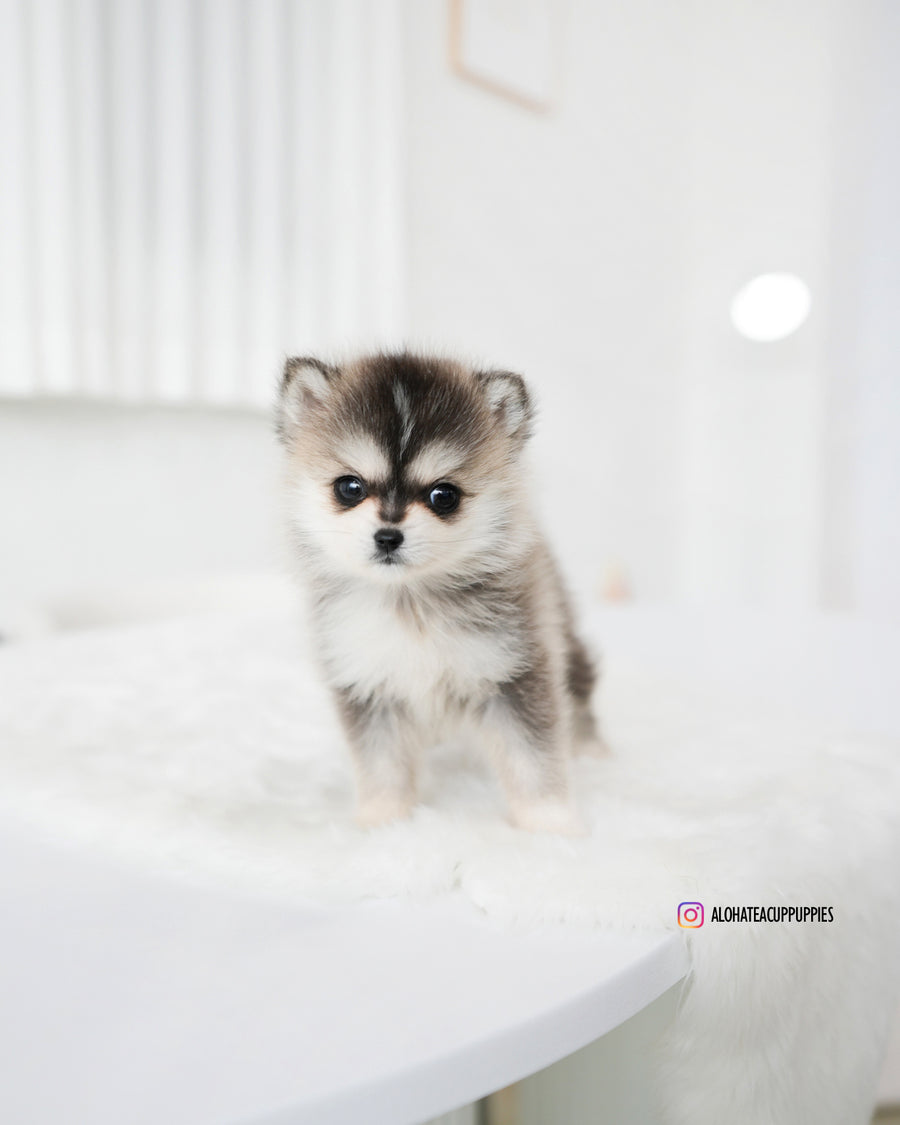 Edgar [Mini POMSKY]