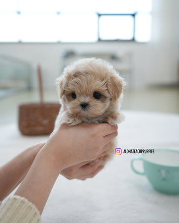 Oscar [TEACUP MALTIPOO]