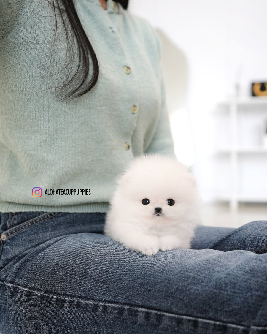 Mori [TEACUP POMERANIAN]