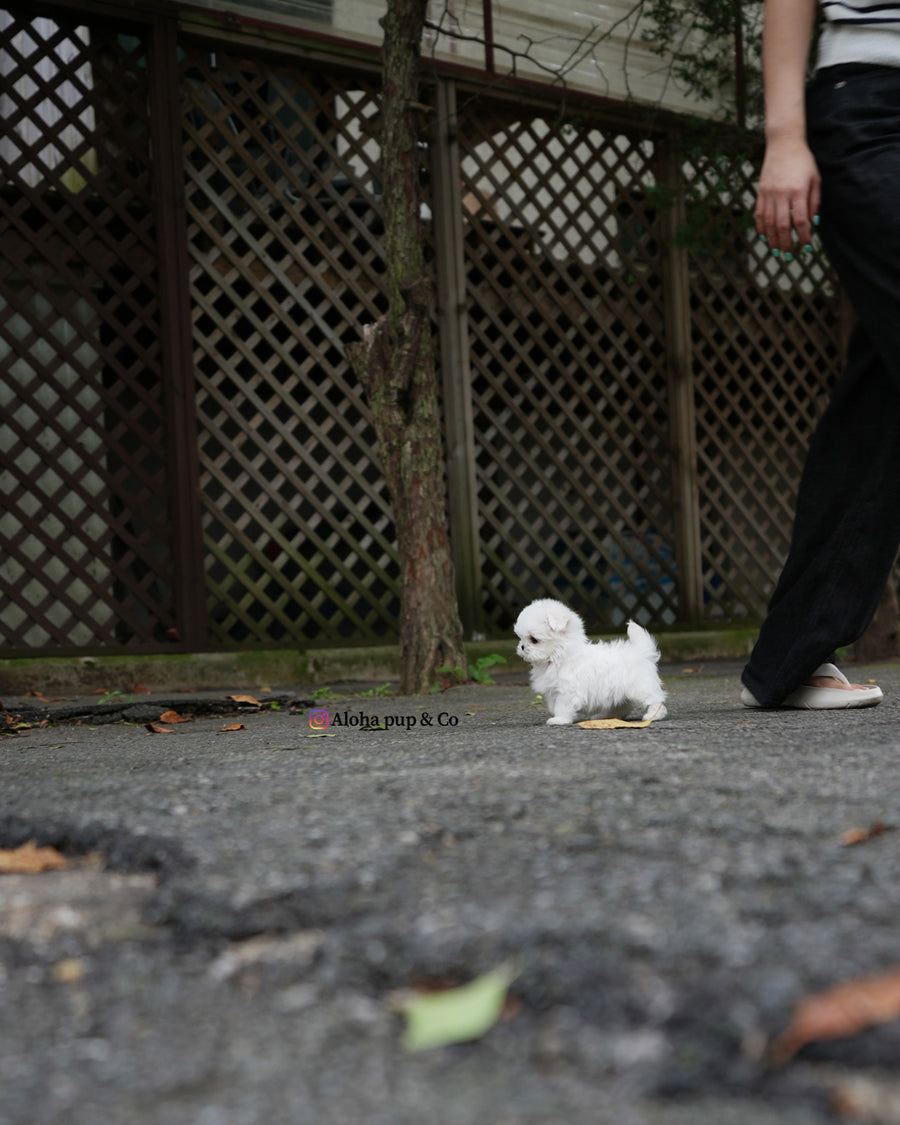 Lime [TEACUP MALTESE]