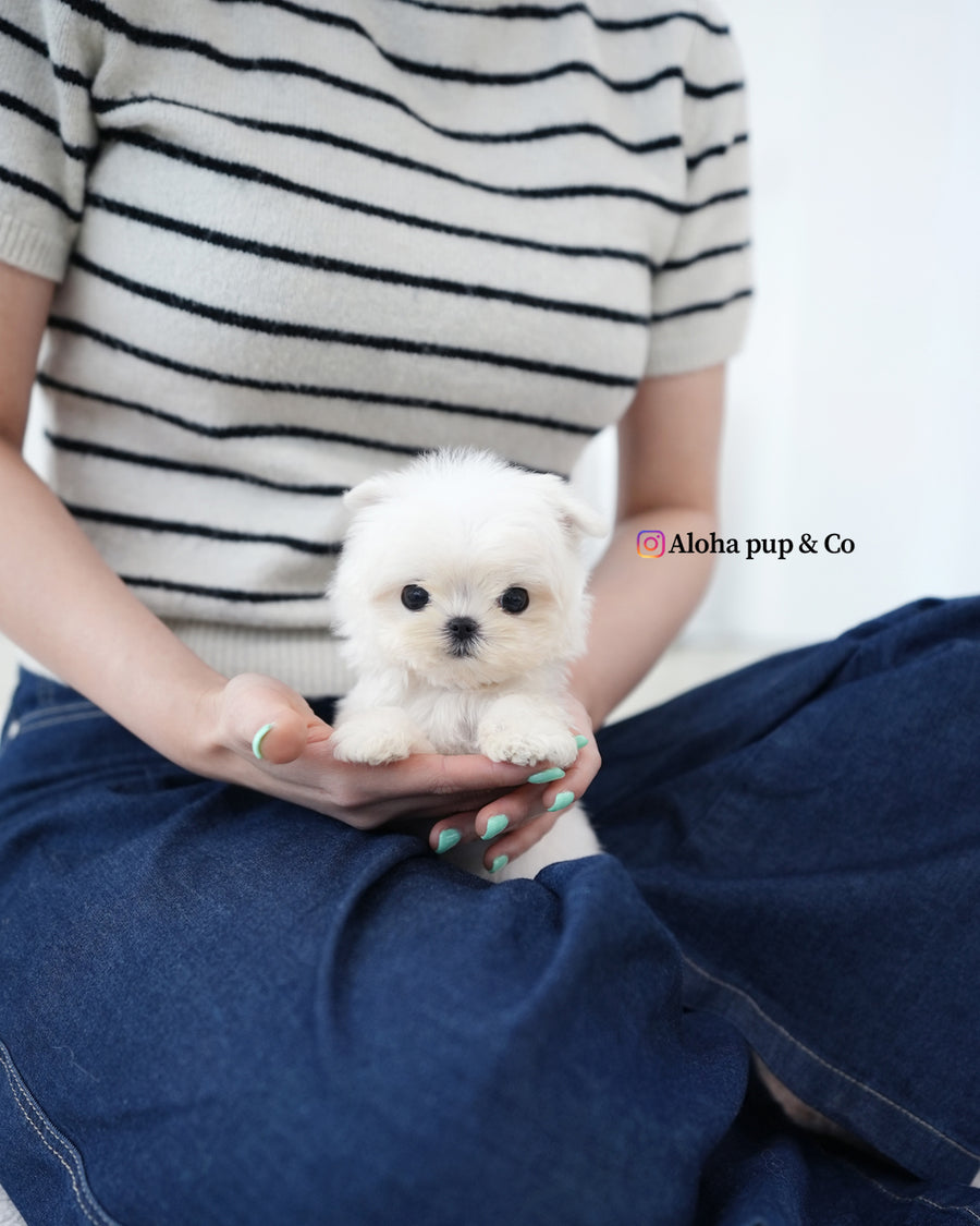 Genie [TEACUP MALTESE]