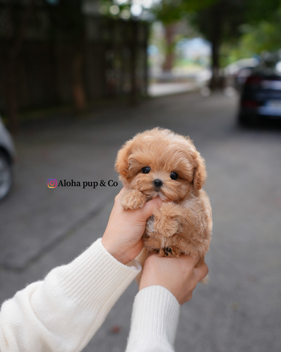 Lani [TEACUP MALTIPOO]