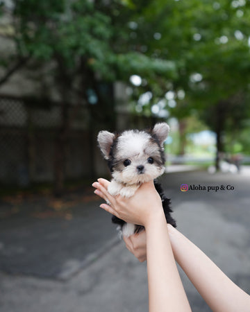 Prada [Teacup Morkie]
