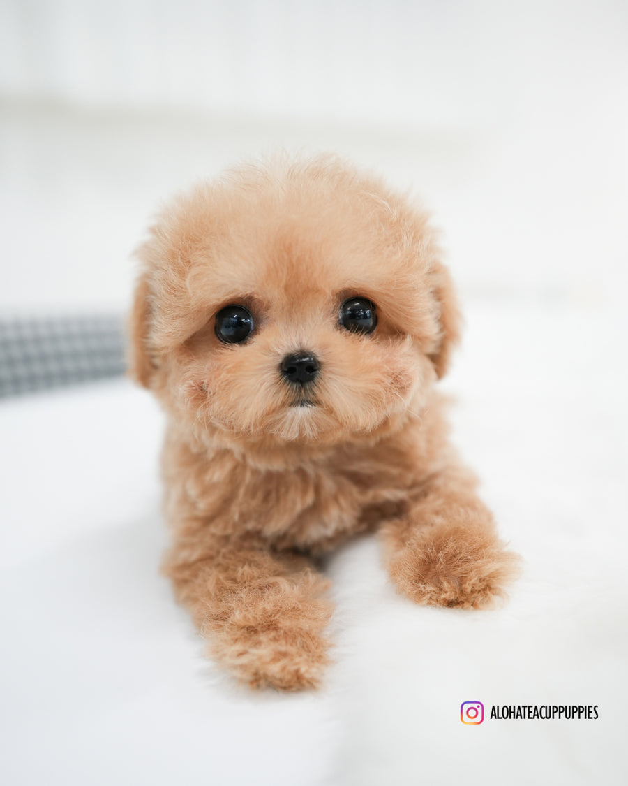 Jerry [TEACUP POODLE]