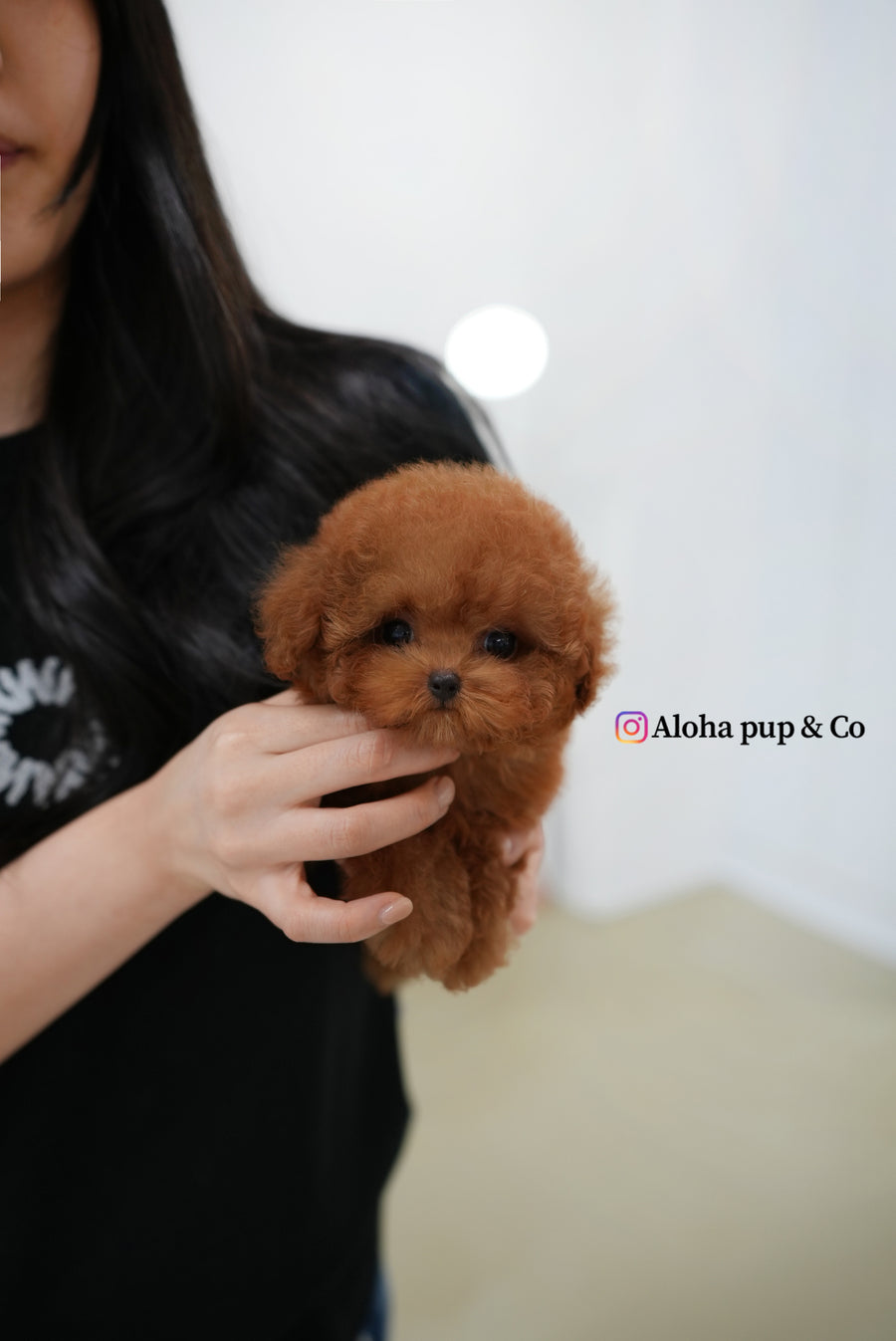 Esther [TEACUP POODLE]