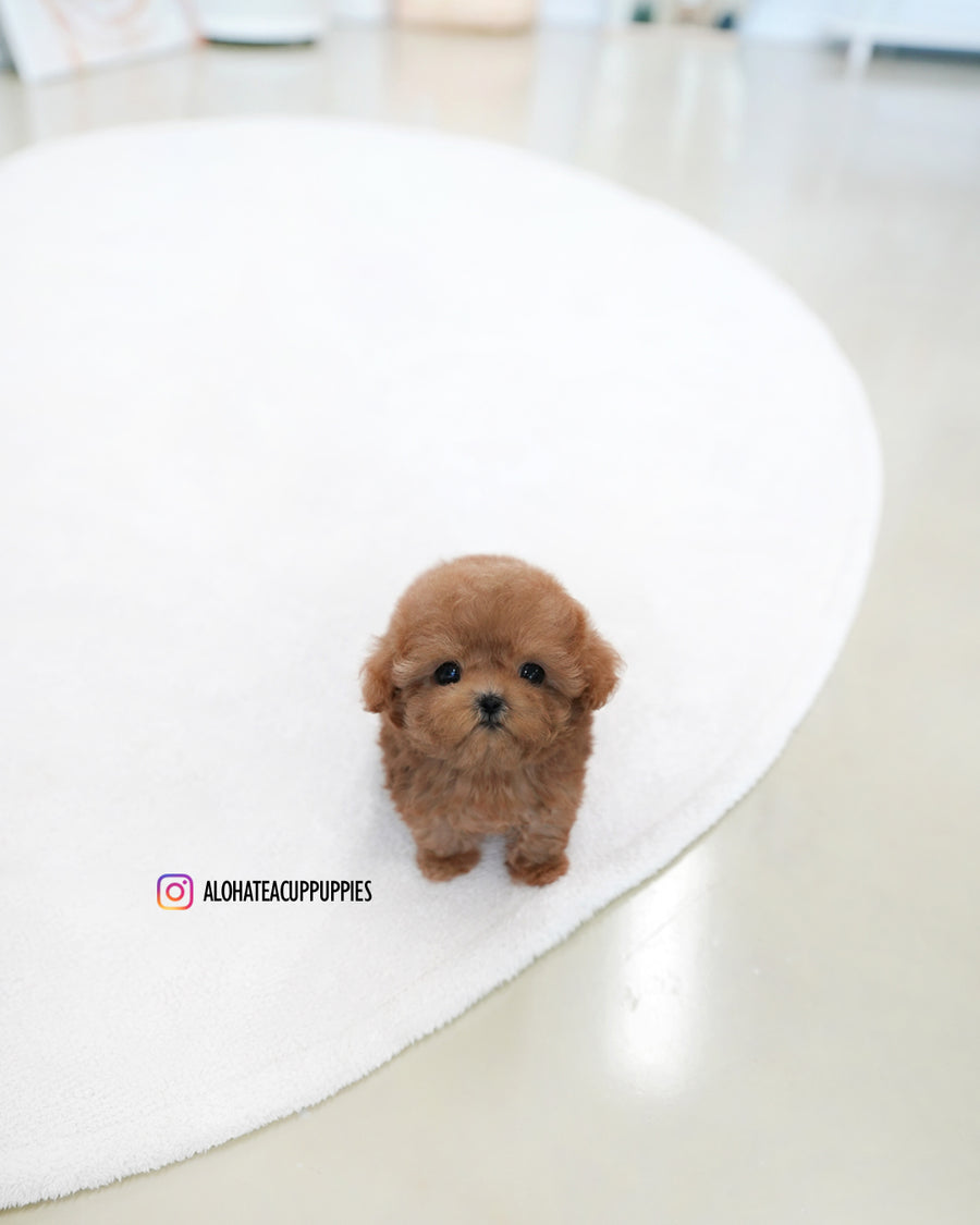 Reo [TEACUP POODLE]