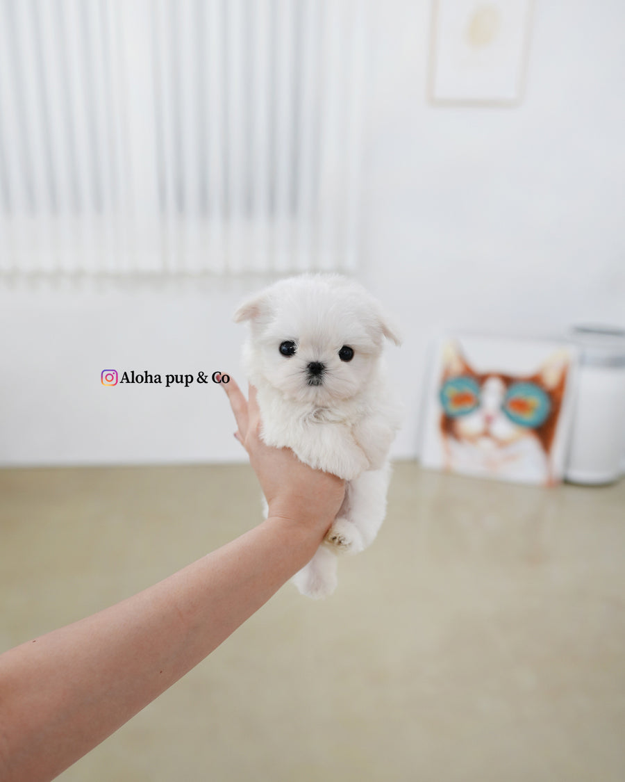 Tayo [TEACUP MALTESE]