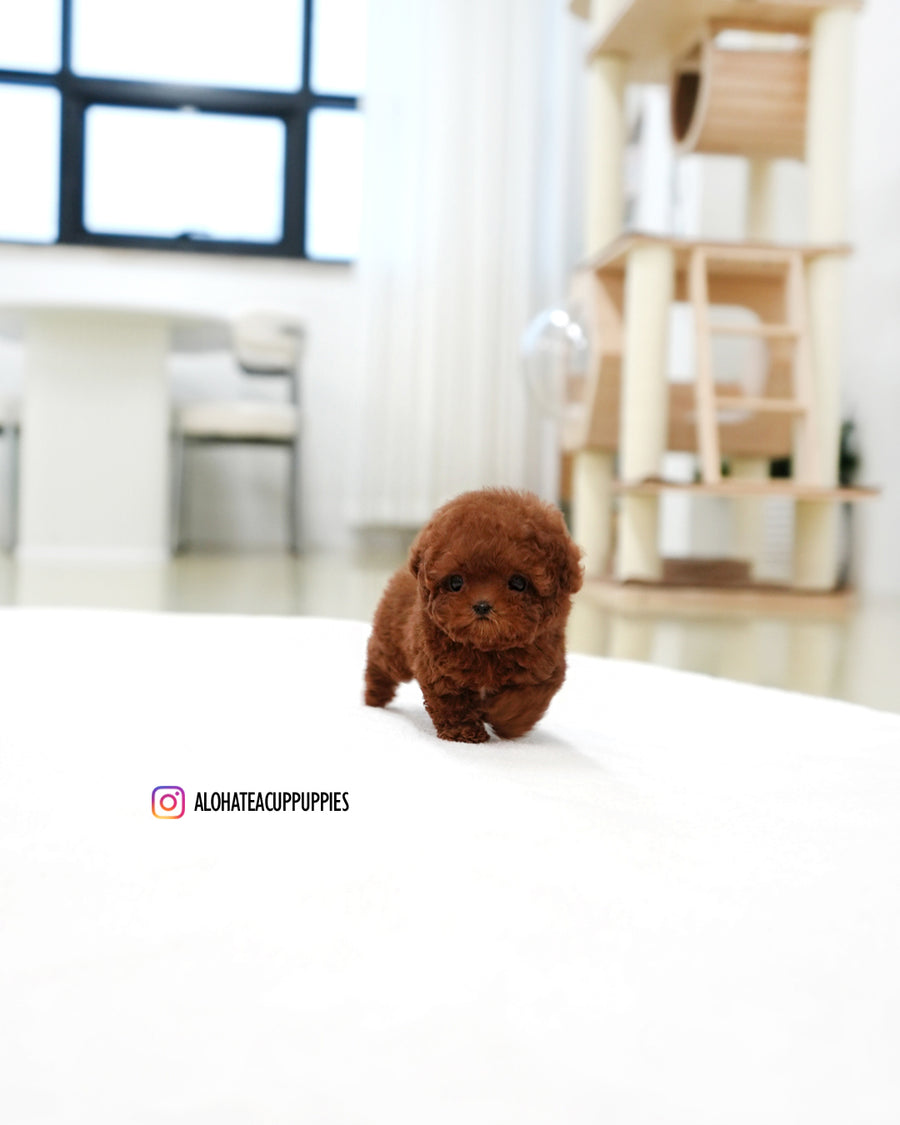 Hermes [TEACUP POODLE]