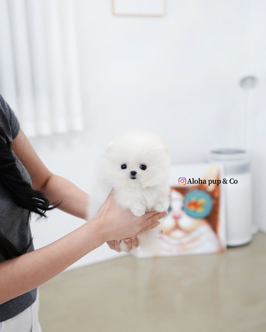 Damie [TEACUP POMERANIAN]