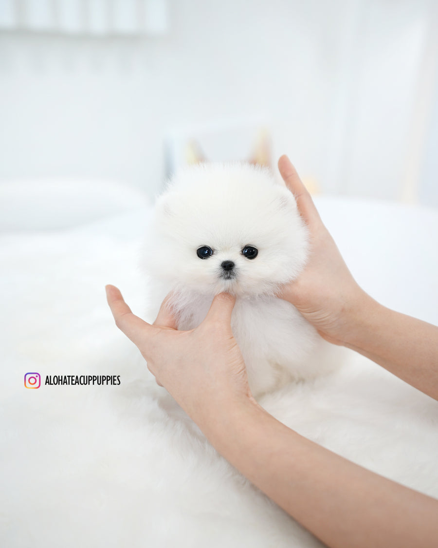 Kitty [TEACUP POMERANIAN]