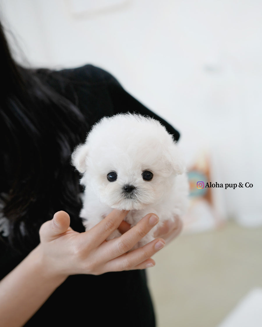 Buddy [TEACUP BICHON]