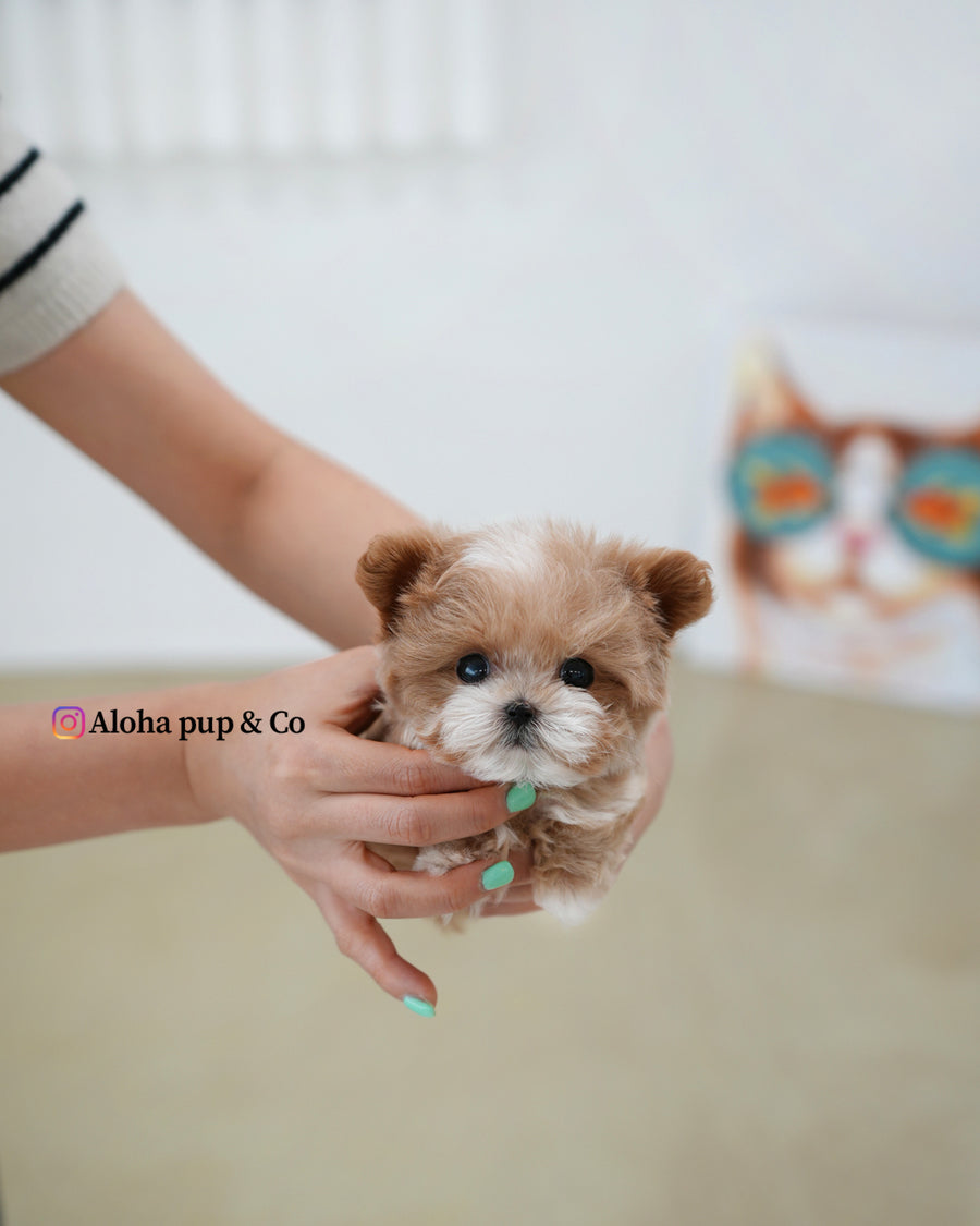 Mickey [TEACUP MALTIPOO]