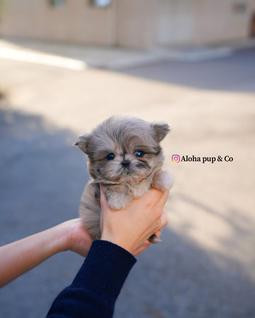 Pip [TEACUP MALTIPOO]