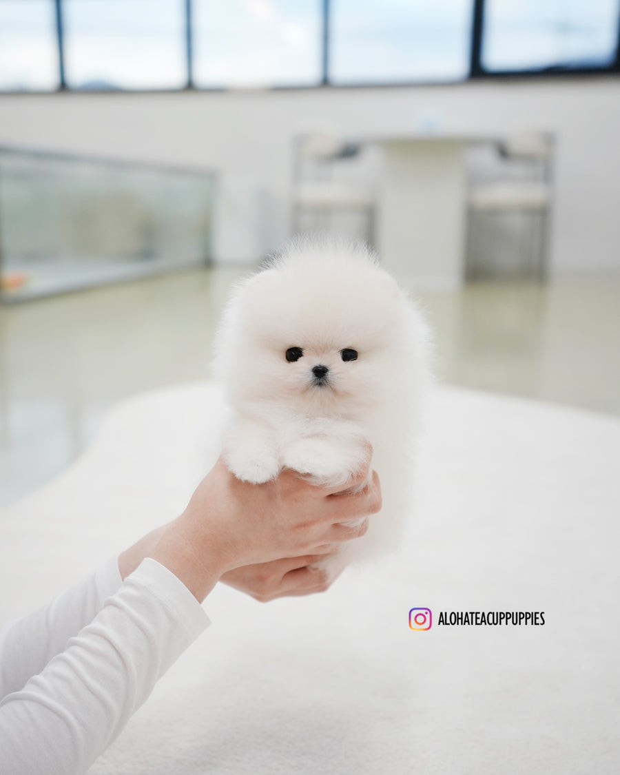 Rocco [TEACUP POMERANIAN]