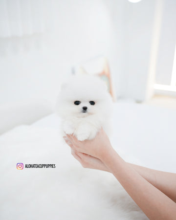 Wanda [TEACUP POMERANIAN]