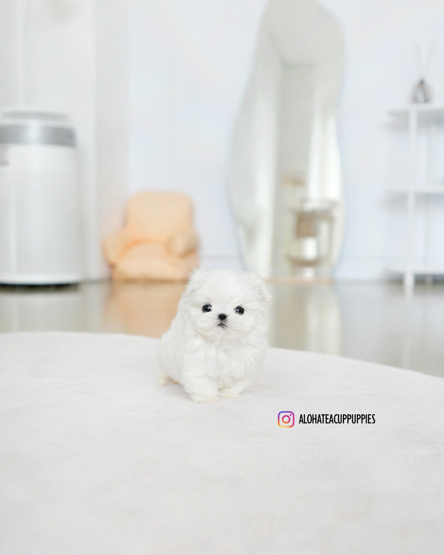 Rui [TEACUP MALTESE]