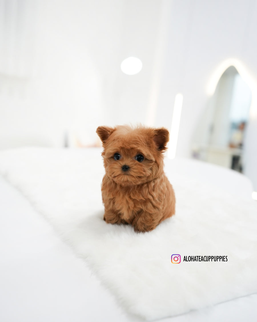 RIch [TEACUP MALTIPOO]