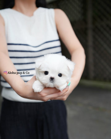 Nico [TEACUP MALTESE]
