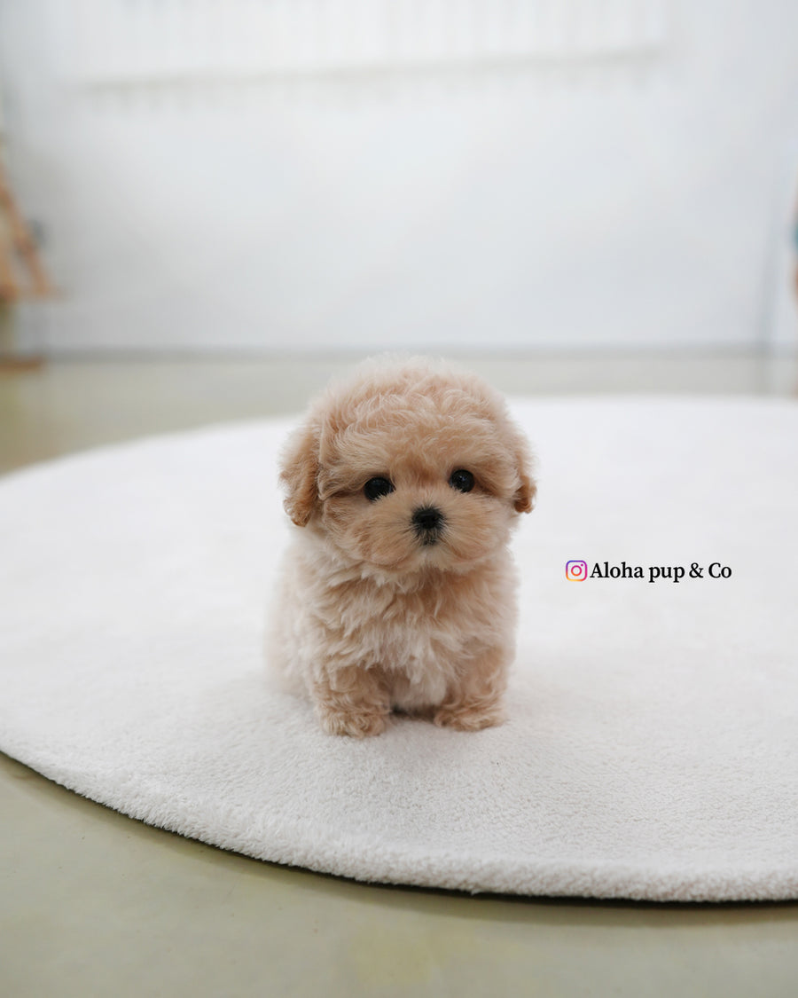 Nina [TEACUP MALTIPOO]