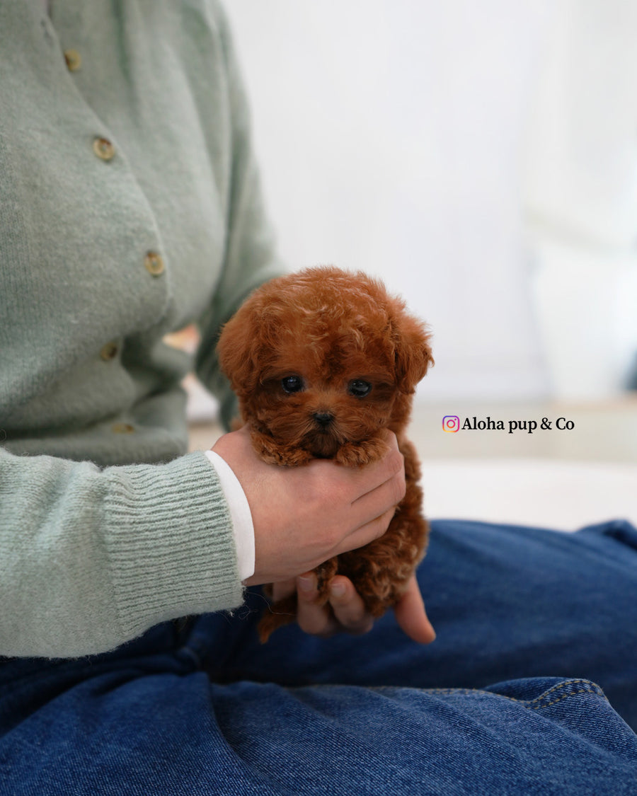 Jovi [TEACUP MALTIPOO]