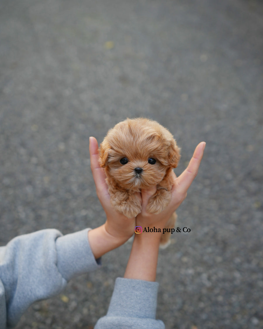 Mila [TEACUP MALTIPOO]