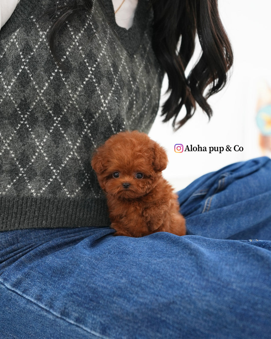 Jerry [TEACUP POODLE]