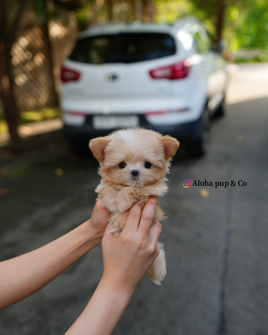 Cole [TEACUP MALTIPOO]