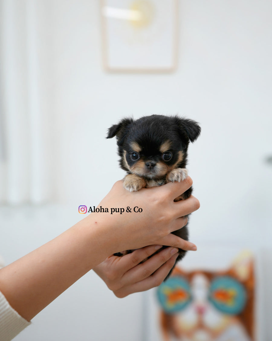 Dotty [TEACUP CHIHUAHUA]