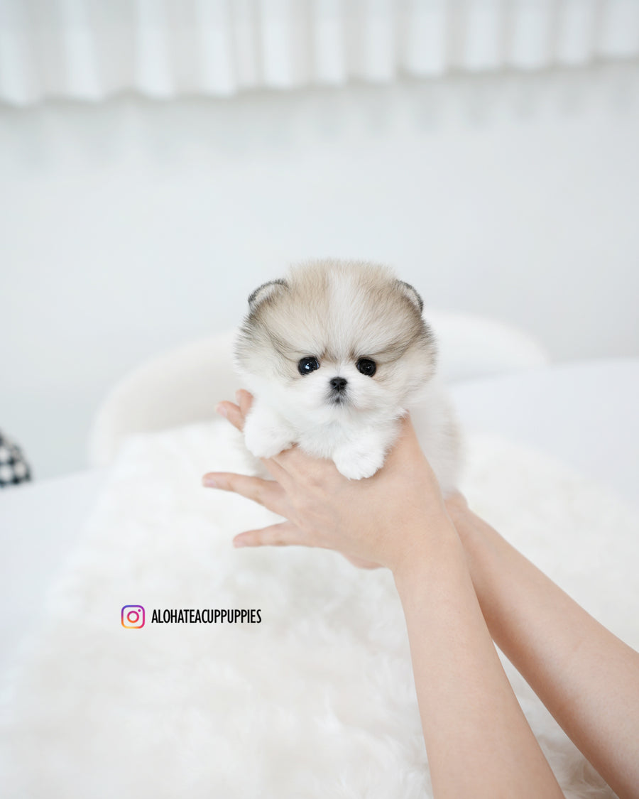 Flora [TEACUP POMERANIAN]