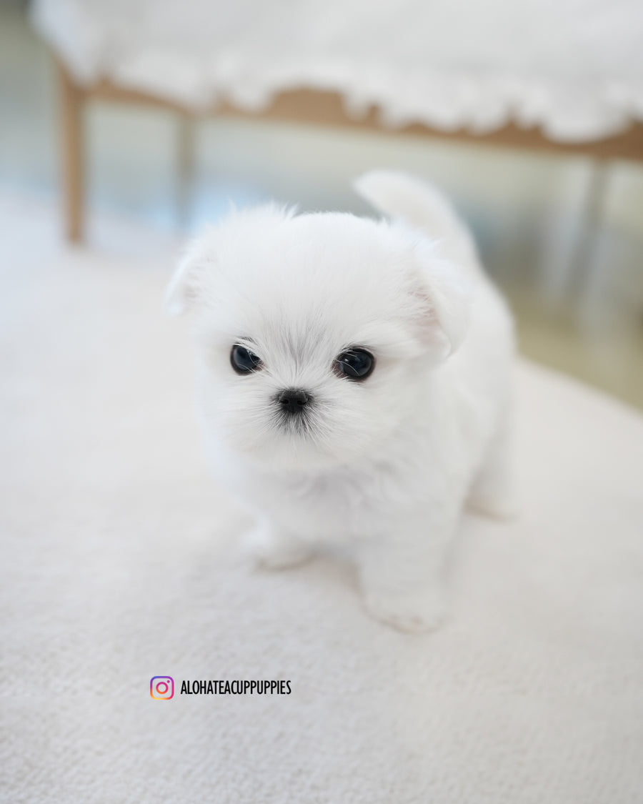 Buzz [TEACUP MALTESE]