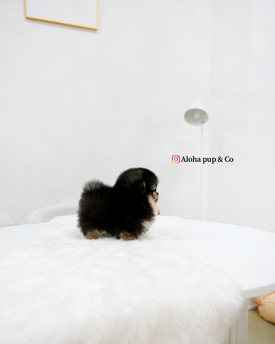 Dolce [TEACUP POMERANIAN]