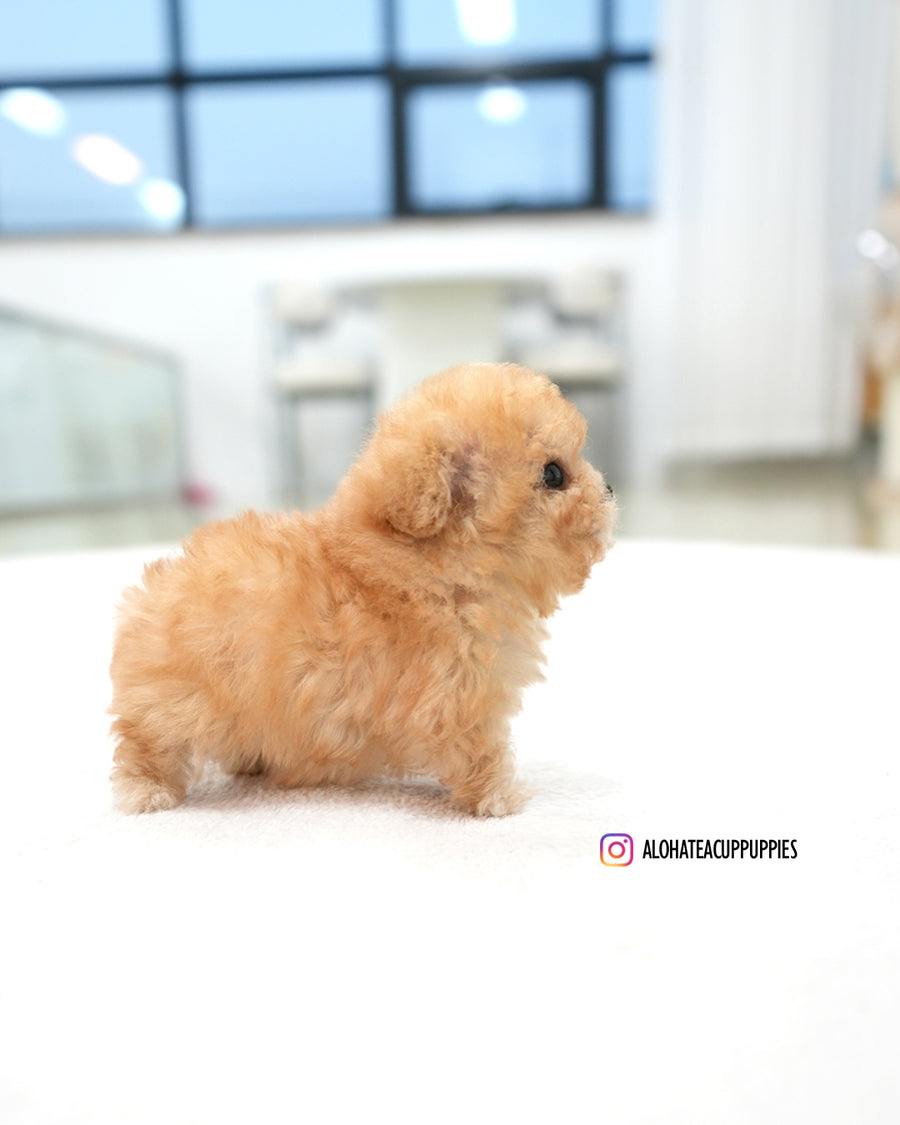 Moon [TEACUP POODLE]