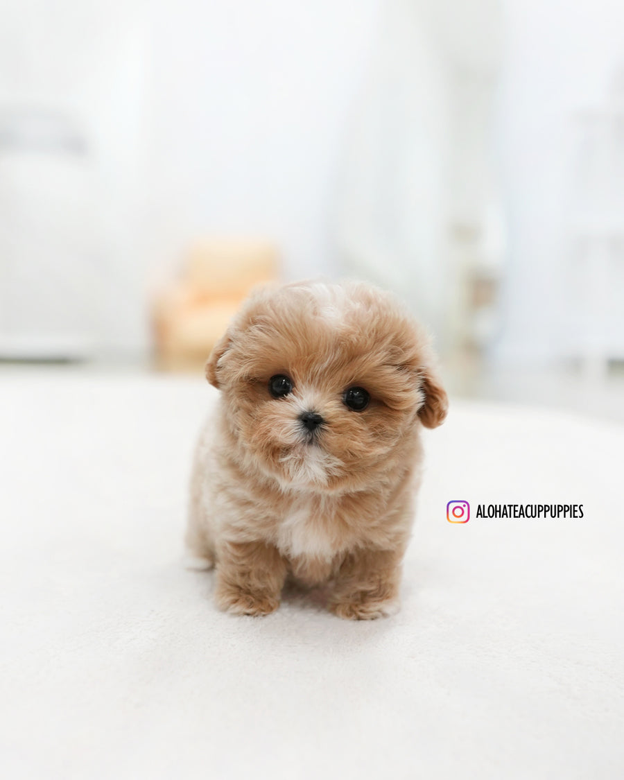 Bobby [TEACUP MALTIPOO]